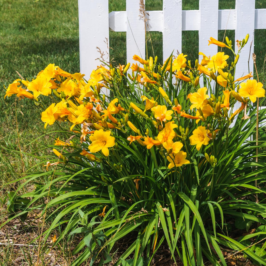 Yellow Daylily Roots, Live Reblooming Daylily Bare Root, Hardy Perennial Flower - 5 Roots for Planting Outdoor Garden Landscape