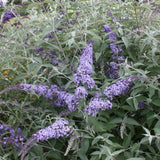 Butterfly Bush Plant for Plant, Size 5 to 7 Inch Tall Plant, Without Pot, Butterfly Bushes Plant (Light Blue Flowers)