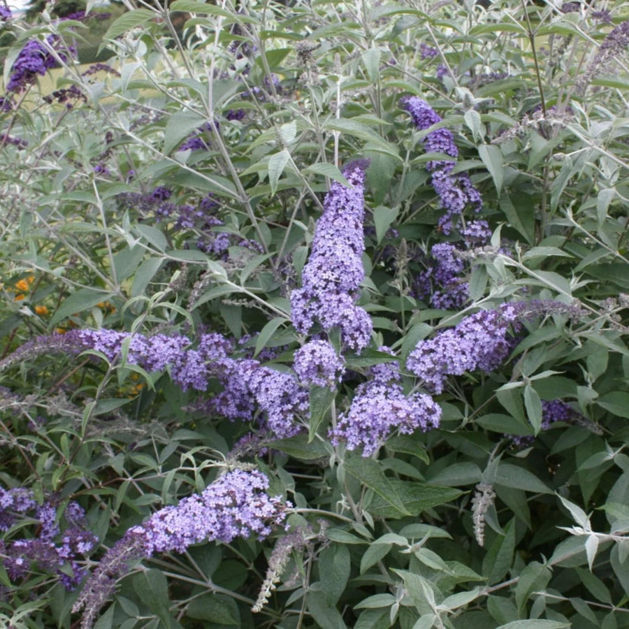 Butterfly Bush Plant for Plant, Size 5 to 7 Inch Tall Plant, Without Pot, Butterfly Bushes Plant (Light Blue Flowers)
