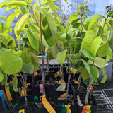 Annona Cherimoya Tree Live, Tropical Fruit Tree, 2-3 Feet Tall, 1 Gallon