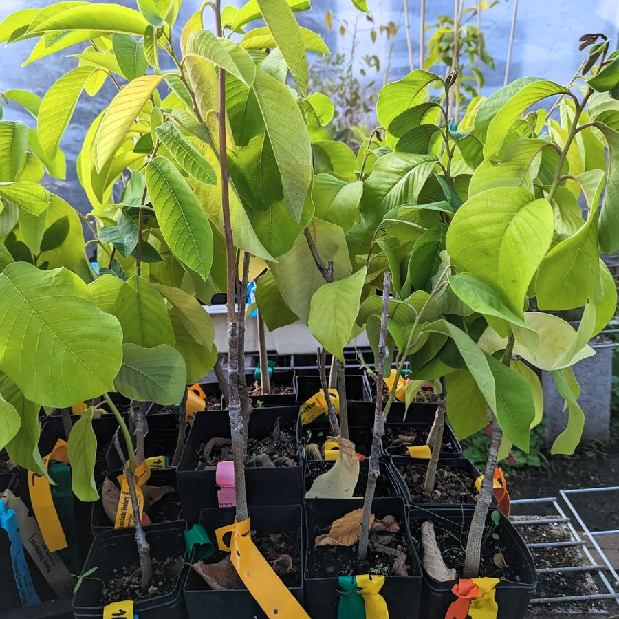 Annona Cherimoya Tree Live, Tropical Fruit Tree, 2-3 Feet Tall, 1 Gallon
