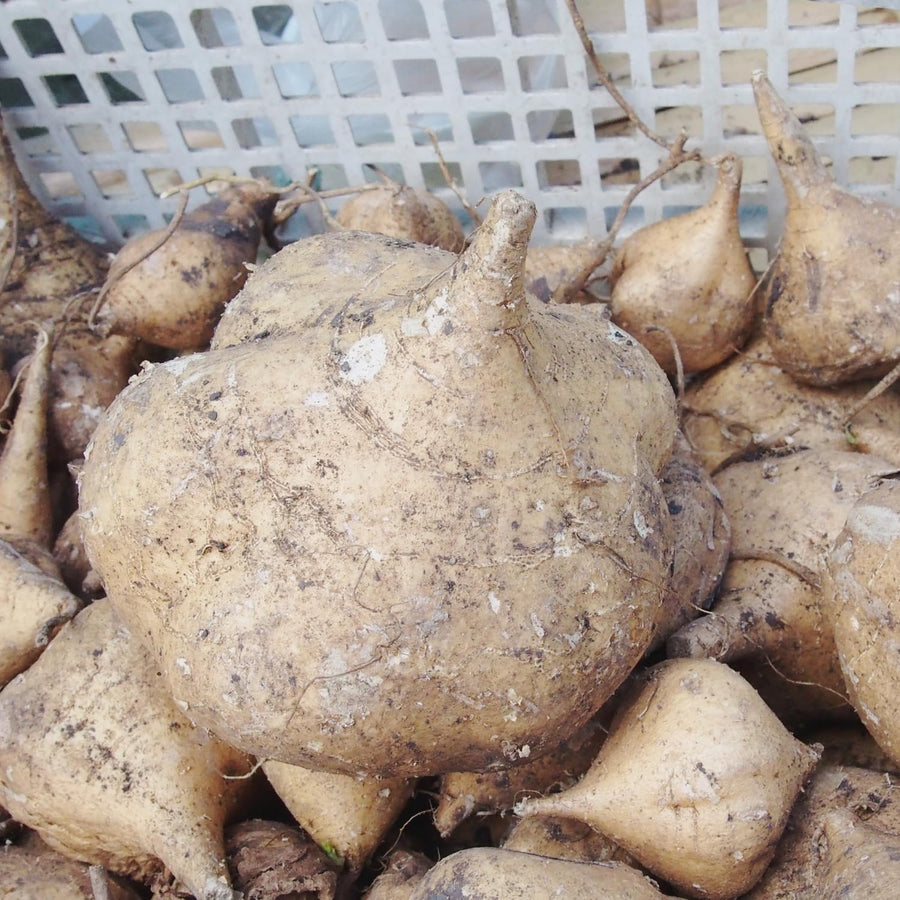 96 Heirloom Jicama Seeds, Jimaca Climbing for Vegetable Gardening