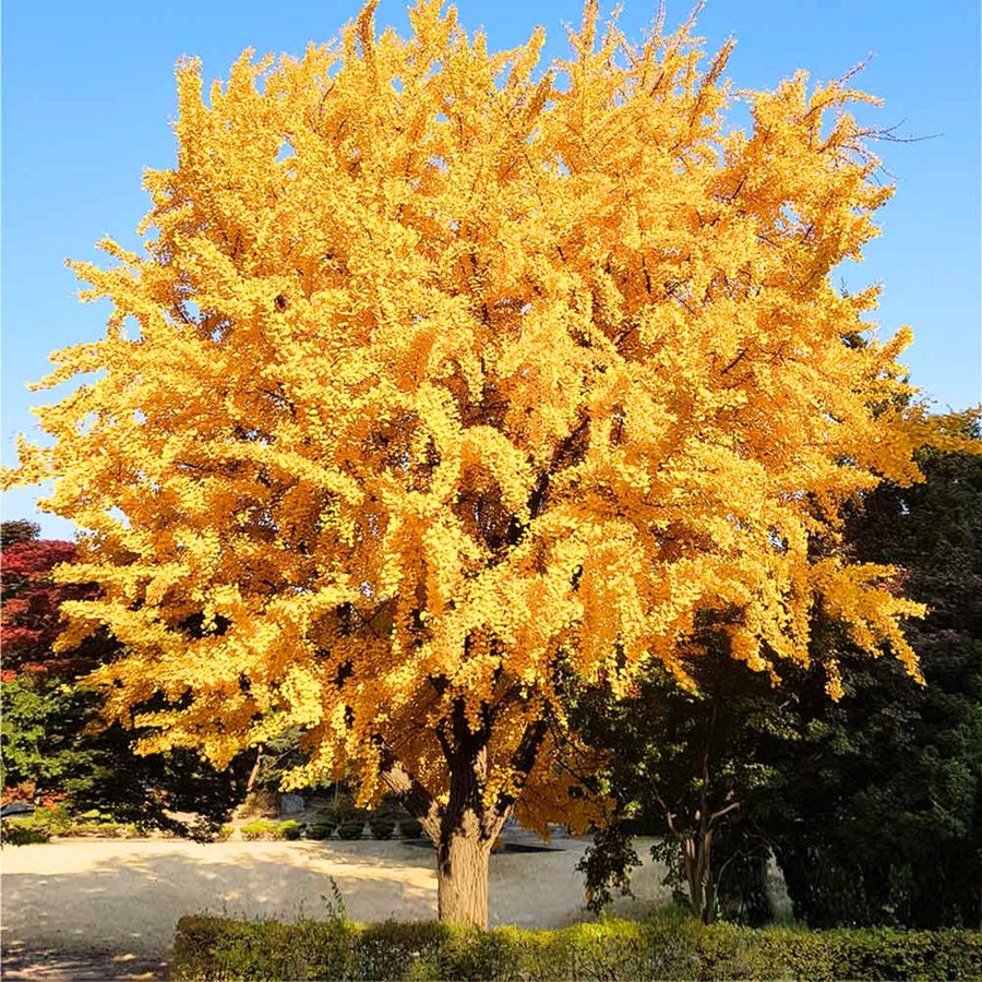 Ginkgo Tree Live Plant, 8 Inches Tall in 4 Inch Pot, Hardy Ornamental Tree for Outdoor Planting