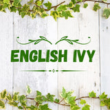 Trailing English Ivy Live Plant, Hardy Ivy Plants in 4" Pot, Climbing Plants Outdoor Garden, Easy Care House Plant (Variegated White Green)