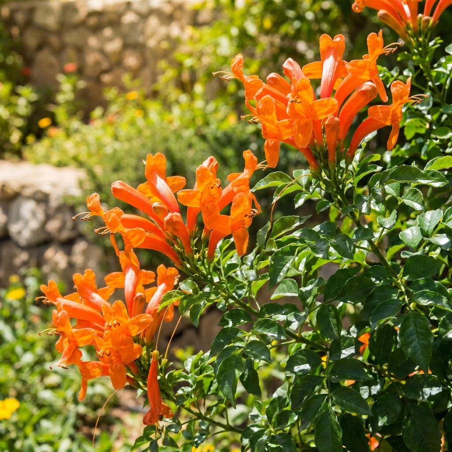 Orange Honeysuckle Plant Live 4-8 Inches, Vibrant Honeysuckle Climbing Plant in 4" Pot, Outdoor Garden Planting