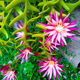 Fishbone Cactus Live Plant in Pot, Starter Epiphyllum Cactus for Hanging Basket Succulents Plant Live, 6-7" Tall in 2" Pot Houseplant Trailing Indoor