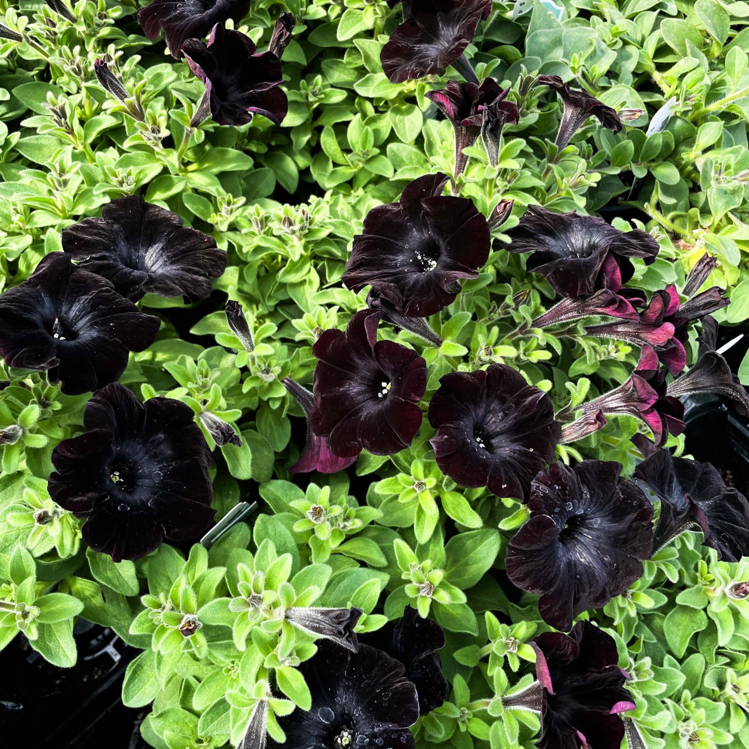 2 Black Petunia Plants Live, Vibrant Flowering Seedlings, 5-9 Inches Tall for Outdoor Spaces, Petunia Flowers
