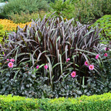 1 Ornamental Grass Plant - Black Fountain Grasses Live Plants Perennial - 5-9 Inc Tall - Live Grass Seedlings Indoor Outdoor