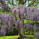Live Purple Wisteria Live Plant, Climbing Wisteria, Flowering Vine, 6-12 Inch Tall 2.5 Inch Pot for Indoor or Outdoor Planting