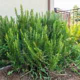 200 Rosemary Seeds, Herb Seeds for Planting in Garden