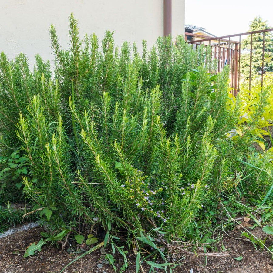 200 Rosemary Seeds, Herb Seeds for Planting in Garden