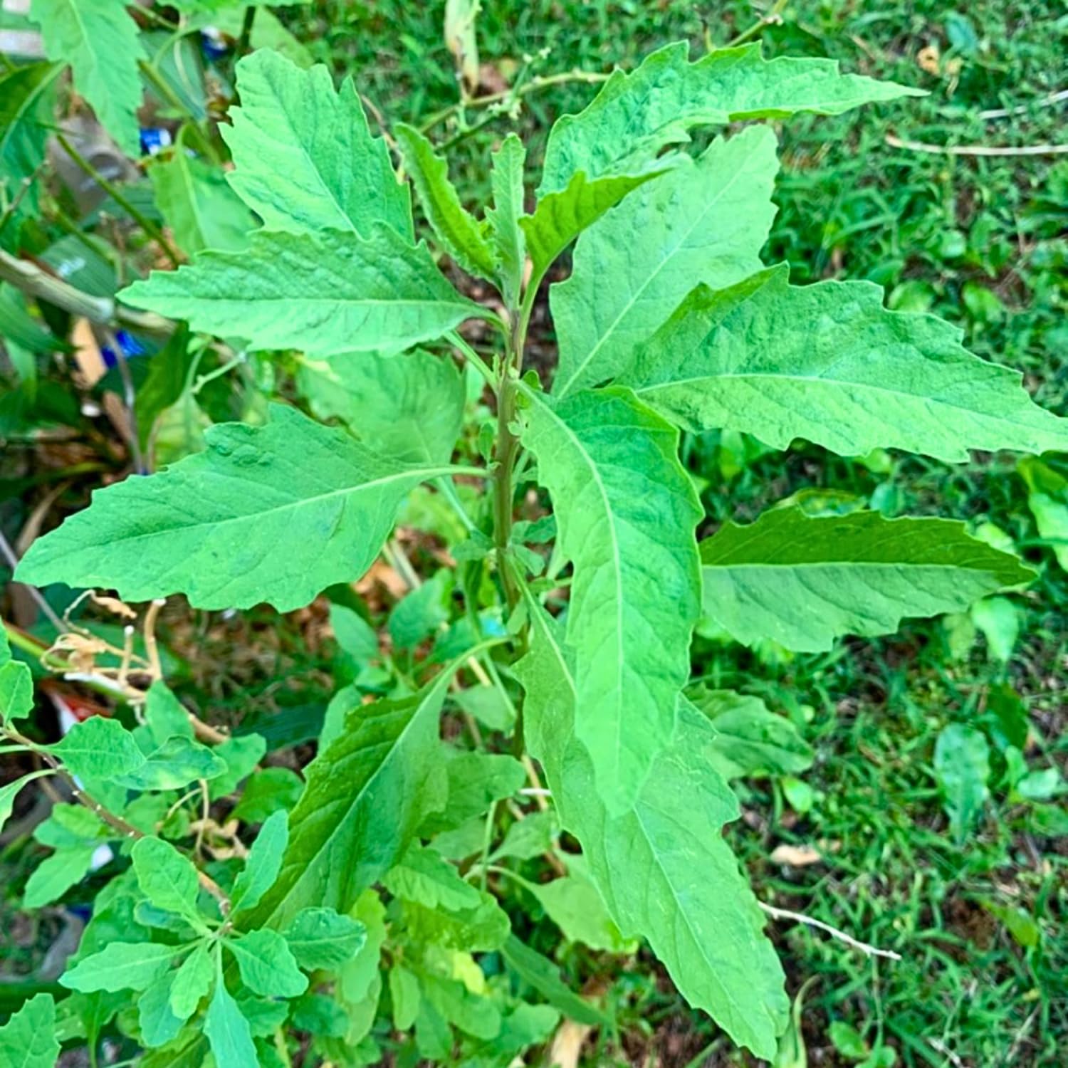 Epazote Live Herb Plant 4″ Pot, Well Rooted Epazote Plants, Fragrant Herb for Garden or Container Planting