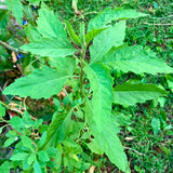 Epazote Live Herb Plant 4″ Pot, Well Rooted Epazote Plants, Fragrant Herb for Garden or Container Planting