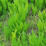 5 Ostrich Fern Roots, Fern Plants Live Rhizomes for Planting, Perennial Shaded Backyard