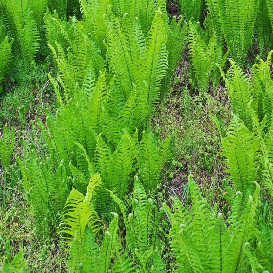 5 Ostrich Fern Roots, Fern Plants Live Rhizomes for Planting, Perennial Shaded Backyard