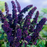 2 Butterfly Bush Shrubs Plants, Black Butterfly Bush Live Plants Trees Shrub for Planting Garden Indoor Outdoor