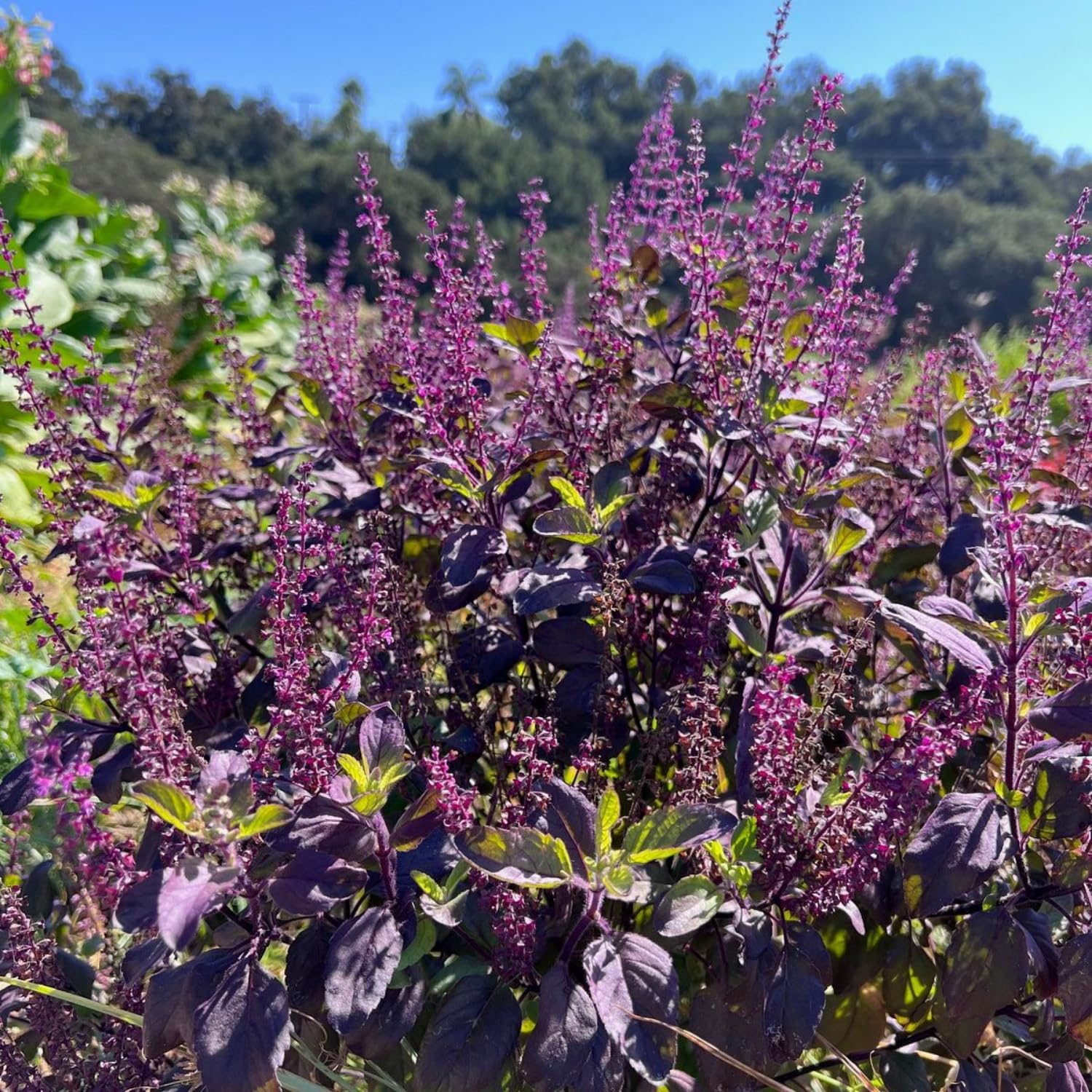 Krishna Basil Plant 4-7'' Tall, Purple Tulasi Herb Plants Live, Fragrant, Hardy, Perennial Herbs in 4'' Pot
