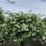 2 Bougainvillea Plants - Variegated Bougainvillea Flower Plants Live in Garden - 4 to 5 Inches Height Rooted Bougainvillea Plants - Grow Well Outdoor