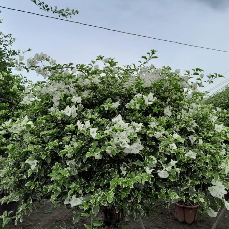 2 Bougainvillea Plants - Variegated Bougainvillea Flower Plants Live in Garden - 4 to 5 Inches Height Rooted Bougainvillea Plants - Grow Well Outdoor