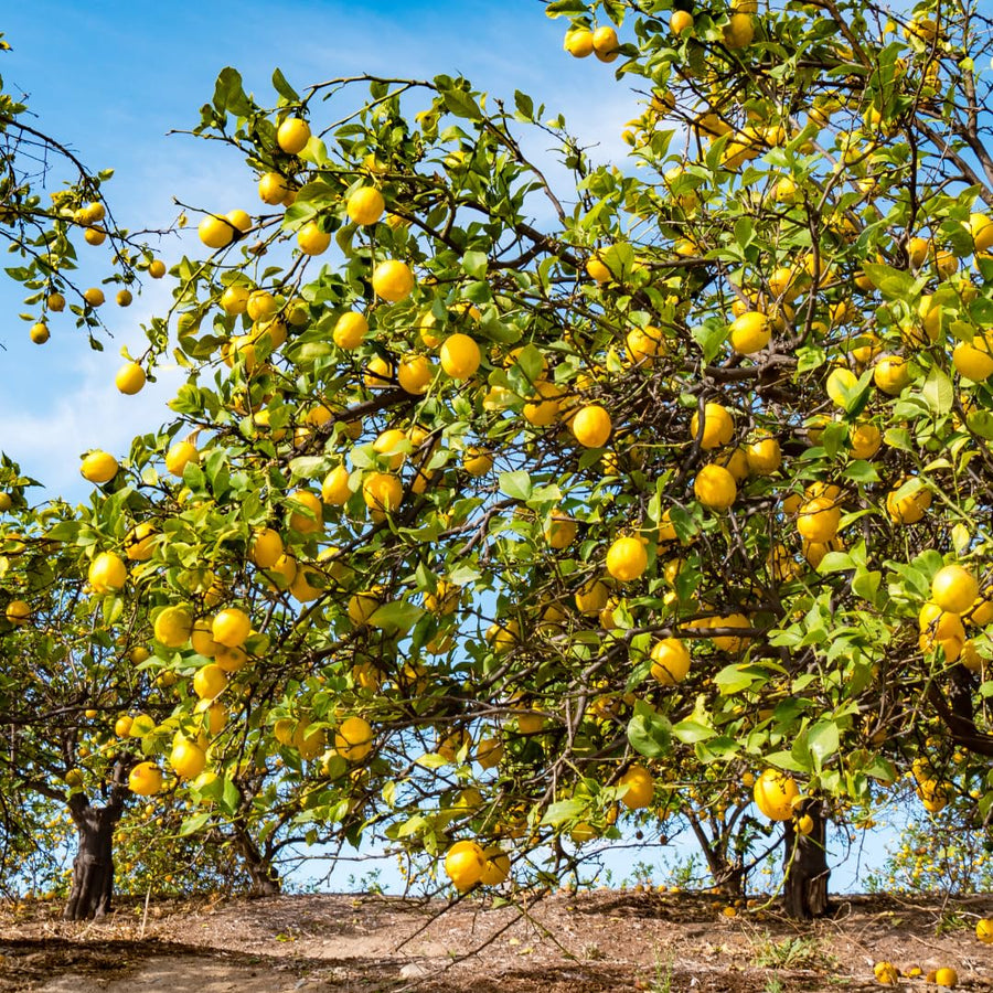 Live Lemon Tree Plant, Tropical Lemon Fruit, Dwarf Citrus Tree, 2-3 Inch Tall, Ready for Planting