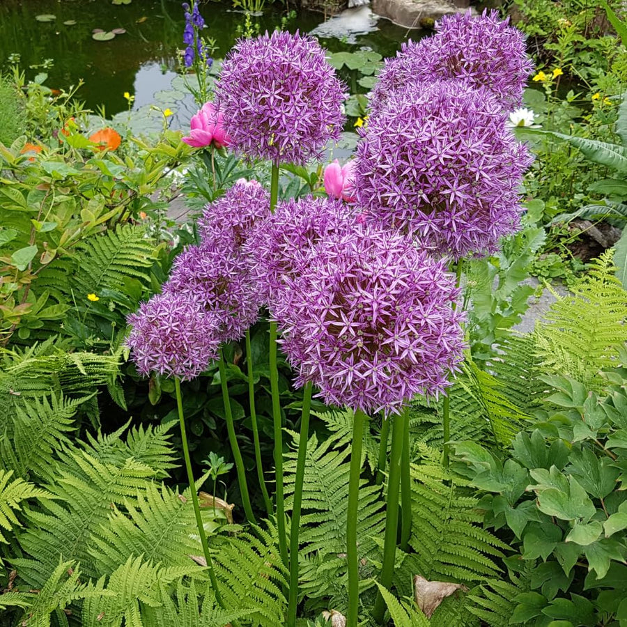 5 Large Purple Allium Bulbs, Ornamental Onion Flower Bulbs, Spring Blooming Garden Flowers for Outdoor Landscaping Planting
