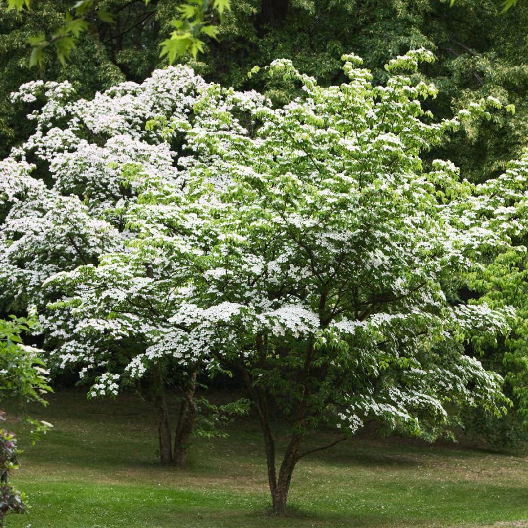 Quart Pot Kousa White Dogwood Trees Live Plants Flower Shrubs, Dormant White Flowering Dogwood Plants Live, 6-14" Tall Dogwood Trees Planting in Outside Winter