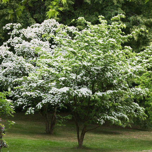 Quart Pot Kousa White Dogwood Trees Live Plants Flower Shrubs, Dormant White Flowering Dogwood Plants Live, 6-14" Tall Dogwood Trees Planting in Outside Winter