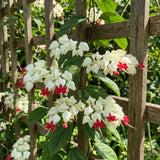 White Bleeding Heart Clerodendrum Plants Live, Trailing Light Bulb Flowering Vine, 4-8 Inch Tall, Ready to Plant Outdoor