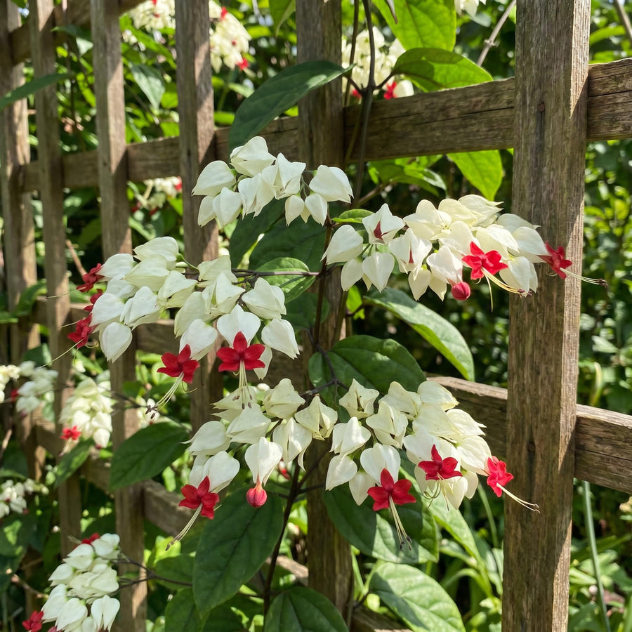 White Bleeding Heart Clerodendrum Plants Live, Trailing Light Bulb Flowering Vine, 4-8 Inch Tall, Ready to Plant Outdoor
