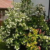 Old Snowball Viburnum Live Plants, 6-12 Inch Tall Viburnum Plant in 4 inch Pot, Perennial Hardy Flower Plant for Garden, Patio and Landscape