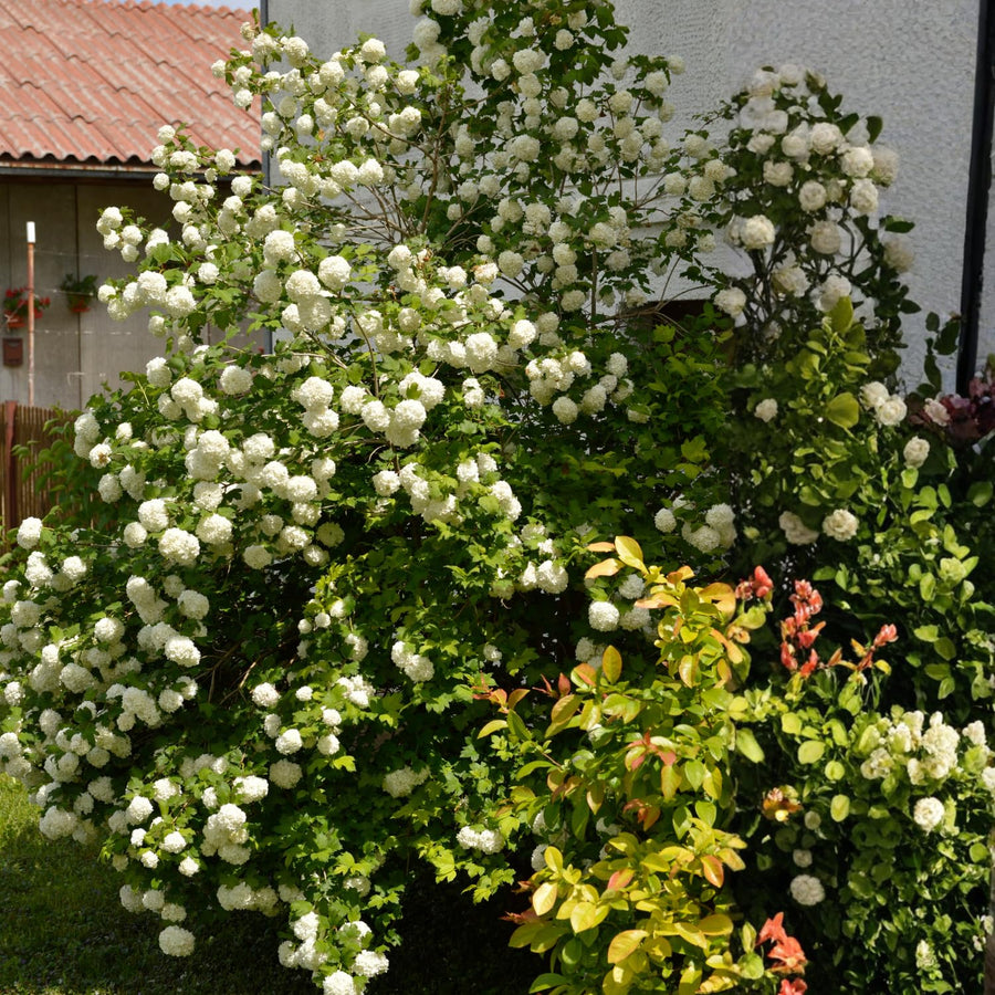 Old Snowball Viburnum Live Plants, 6-12 Inch Tall Viburnum Plant in 4 inch Pot, Perennial Hardy Flower Plant for Garden, Patio and Landscape