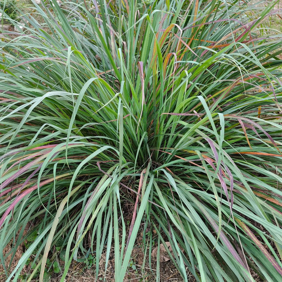 Pack 250 Lemongrass Seeds for Growing, Fragrant Herbs, Heirloom Herb Seeds, Suitable for Indoor or Outdoor Growing