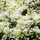 Bougainvillea Plants - Pack 2 Bougainvillea Flowering Plants - Starter from 4 to 6 Inches Tall Bareroot - Growing Outdoor (White)