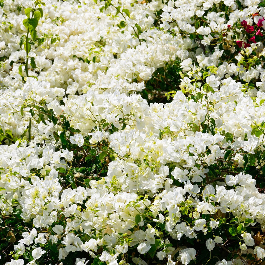 Bougainvillea Plants - Pack 2 Bougainvillea Flowering Plants - Starter from 4 to 6 Inches Tall Bareroot - Growing Outdoor (White)