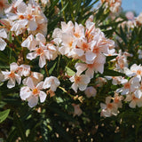 Oleander Plants Live, 2 Small Plants, Live Oleander Flower Plants, Tropical Plant Live Shrub Garden (Salmon)