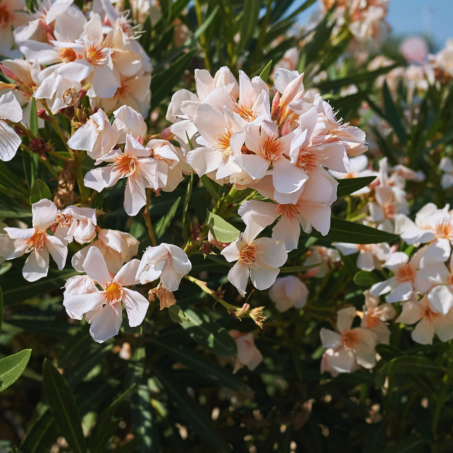 Oleander Plants Live, 2 Small Plants, Live Oleander Flower Plants, Tropical Plant Live Shrub Garden (Salmon)