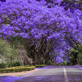 Jacaranda Tree Live Plant, 3-6'' Tall, Jacaranda Tree Plant Live for Outdoor Planting, Live Jacaranda Plant, Purple Blooms, Ready to Grow