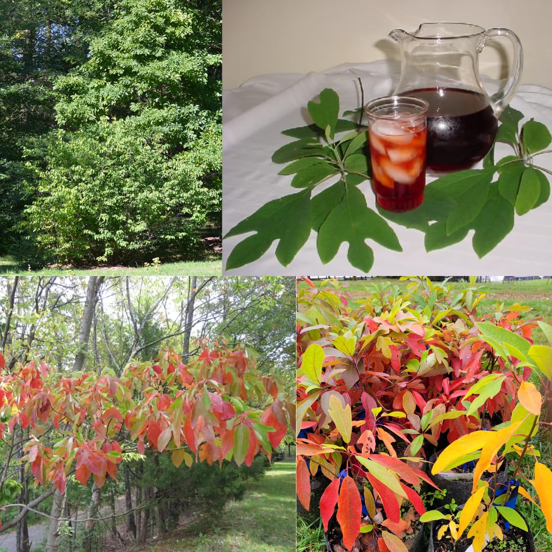 2 Sassafras Trees Live Plants, Herb Plant Live, 6-12" Tall in Pot, Planting Outside, Common Sassafras Seedling Trees Well-Rooted, Cold Hardy, No CA