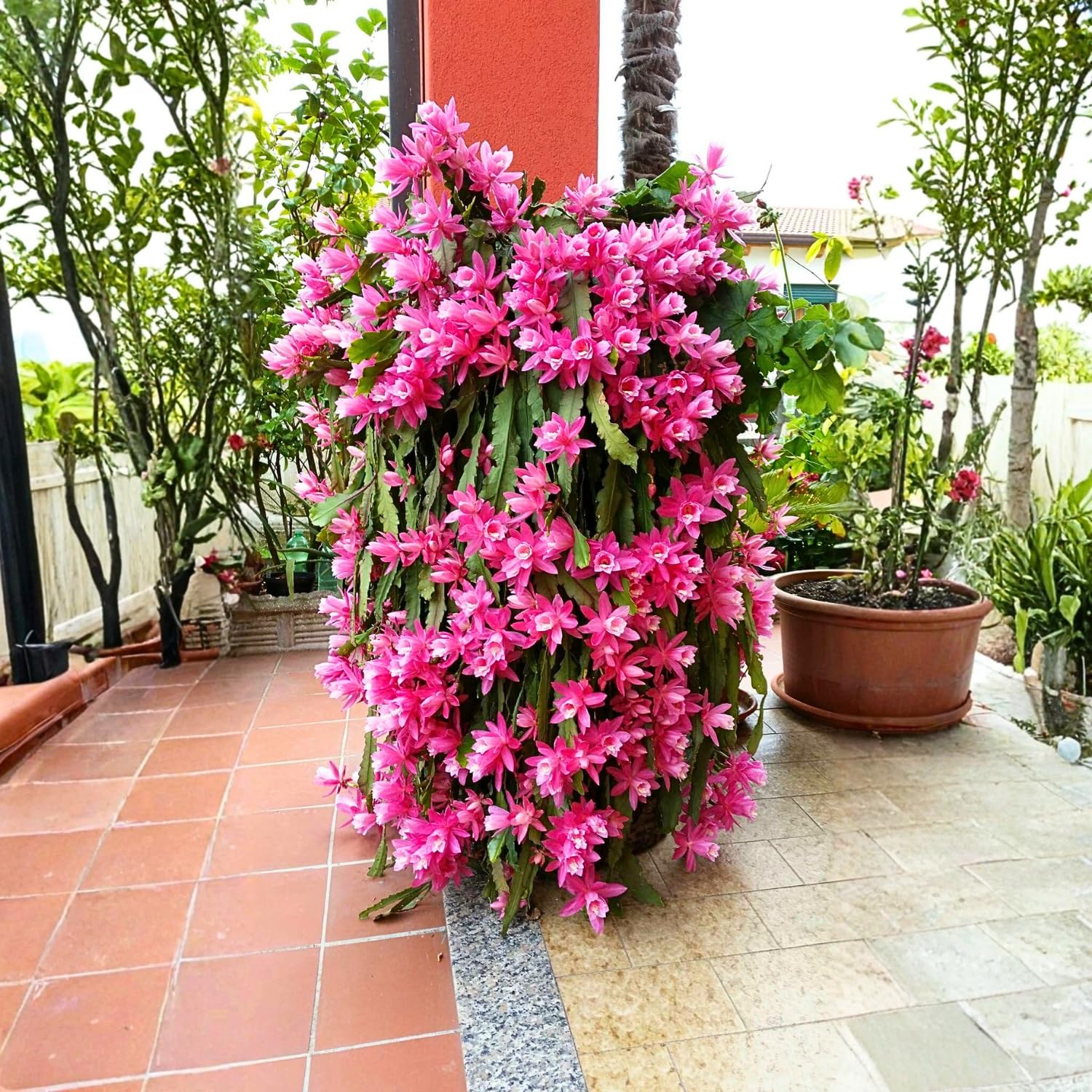 Orchid Cactus Plants in 3.5'' Pot, Epiphyllum Orchid Cactus Well Rooted 4-6'' Tall, Easy-Care Tropical Houseplant (Pink Bloom)