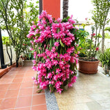 Orchid Cactus Plants in 3.5'' Pot, Epiphyllum Orchid Cactus Well Rooted 4-6'' Tall, Easy-Care Tropical Houseplant (Pink Bloom)