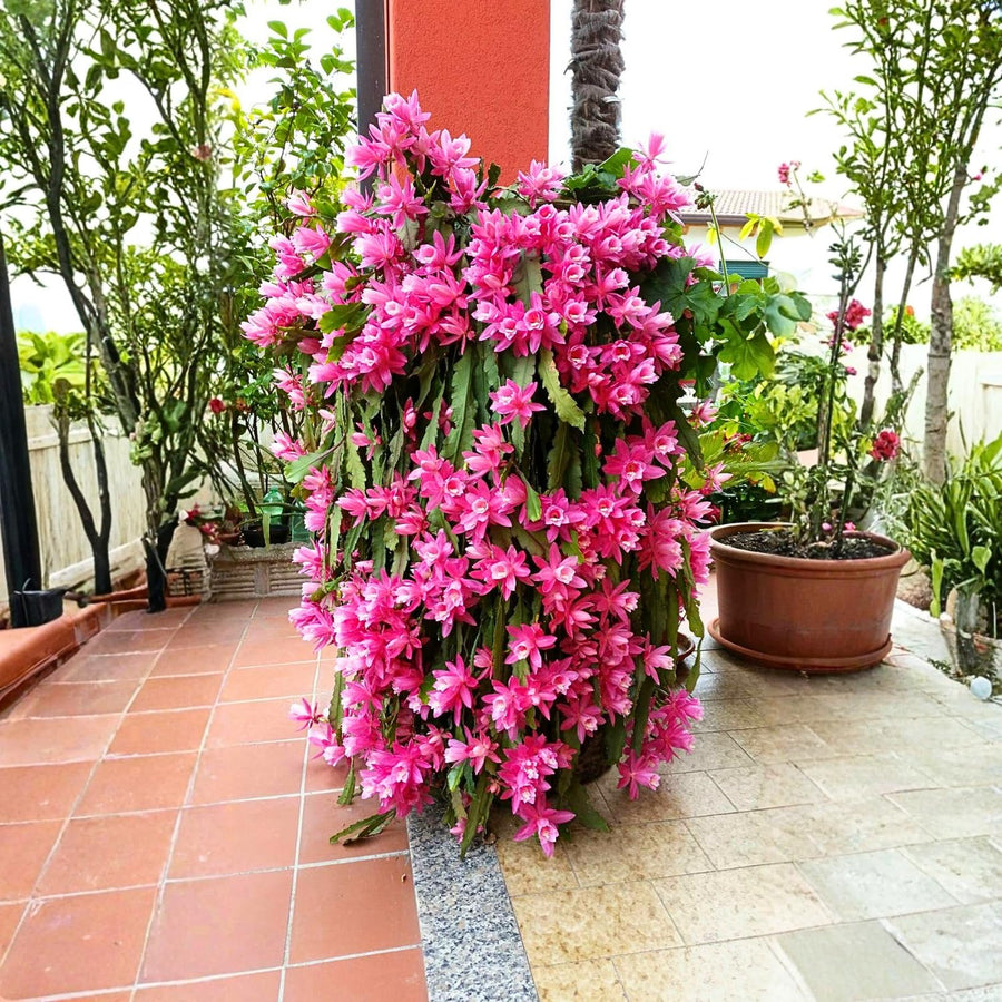 Orchid Cactus Plants in 3.5'' Pot, Epiphyllum Orchid Cactus Well Rooted 4-6'' Tall, Easy-Care Tropical Houseplant (Pink Bloom)