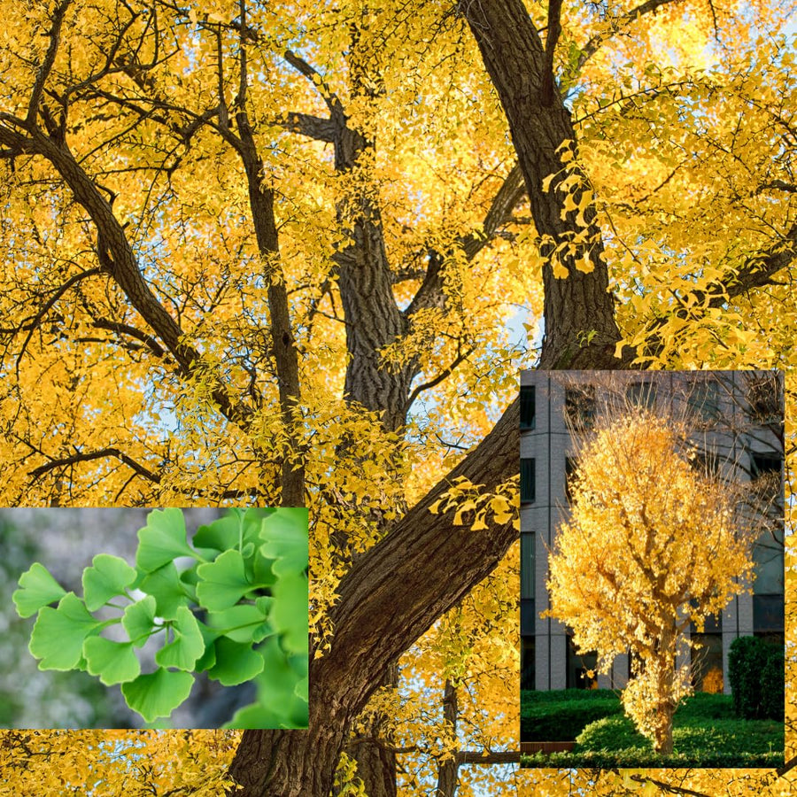 Ginkgo Biloba Tree Live Plant 1 Year Old Seedling, Yellow Maidenhair Tree for Outdoor Planting, 6-10 Inches in Tall in 4" Potted