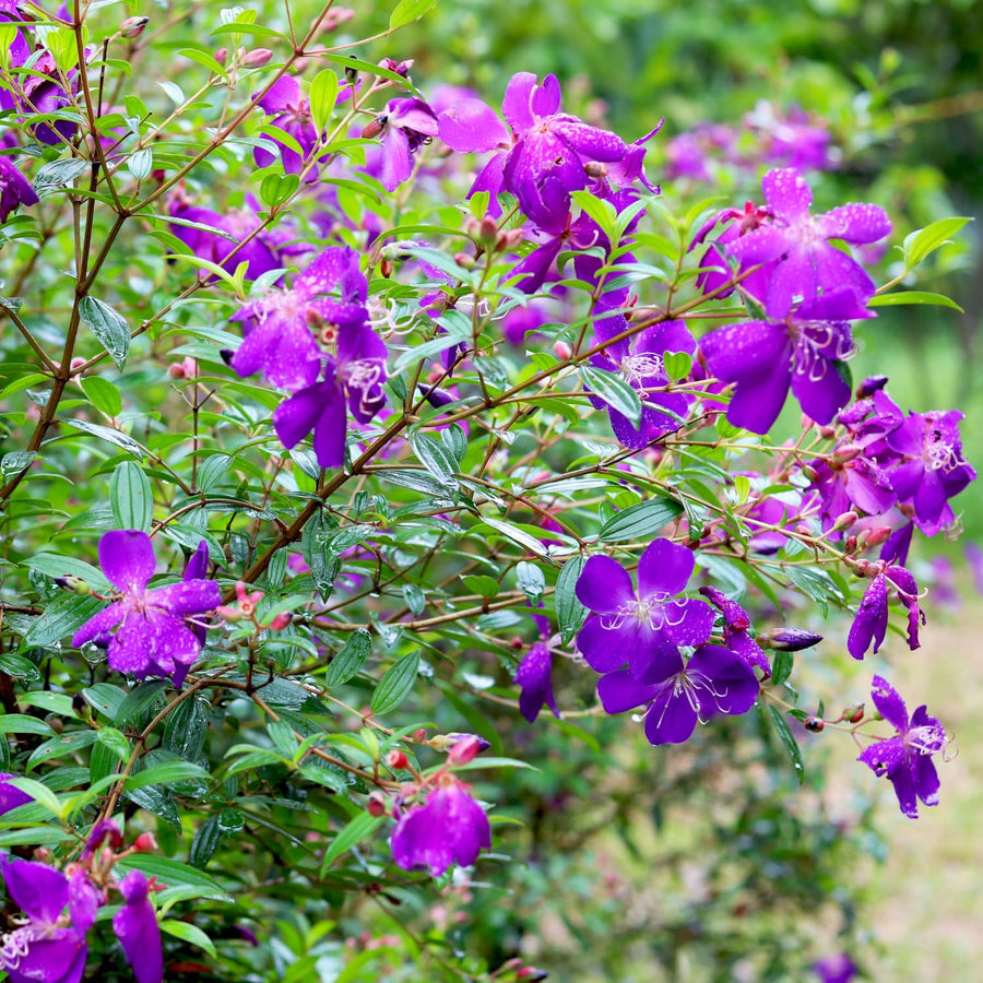 2 Purple Tibouchina Plants Live, 5-9" Tall, Ornamental Tibouchina Glory Shrub for Planting Indoor Outdoor, Princess Flower