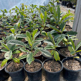 Loquat Tree Live Plant, Golden Loquat Plant Live, Cold Hardy Fruit Tropical Plant, Home Orchard Planting, 4 Inc Pot