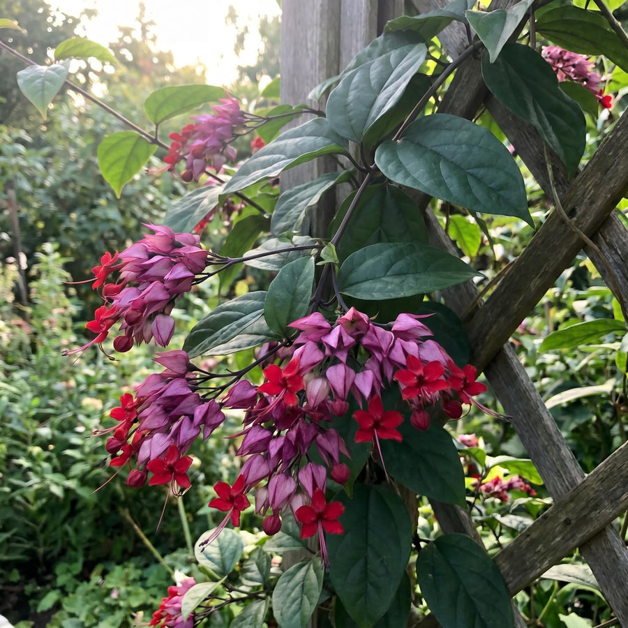 Purple Bleeding Heart Clerodendrum Plants Live, Trailing Light Bulb Flowering Vine, 4-8 Inch Tall, Ready to Plant Outdoor