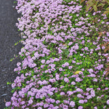 4000 Purple Creeping Thyme Seeds, Ground Cover Thyme Seeds for Planting, Low Growing Herb Seeds for Garden Paths, Rock Gardens and Landscape Borders