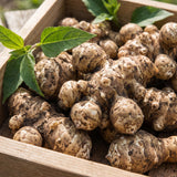 2 Lbs Jerusalem Artichoke Tubers for Planting, Sunchoke Root Vegetable, High Yield Vegetable Plants for Outdoor Growing
