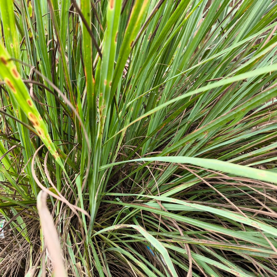 Pack 100 Lemongrass Seeds for Growing, Lemongrass Seeds, Heirloom Culinary Herb, Ready to Grow