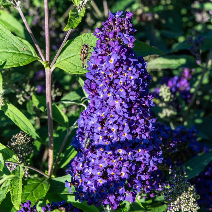 Butterfly Bush Plant for Planting, Size 5 to 7 Inch Tall Plant, Without Pot, Butterfly Bushes Plants (Dark Blue Flowers)