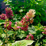 Ruby Hydrangea Plant Live, 4 Inch Pot, 6–12" Tall Cold Hardy Hydrangea Shrub